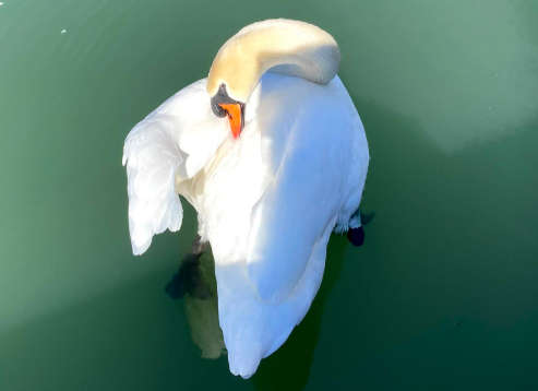 NicoleBarkwill - white swan photo