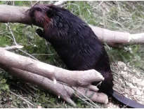Nisha Almon - beaver photo